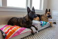 Load image into Gallery viewer, Pup-arazzi